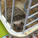 ハリネズミ女の子 里親募集中です！