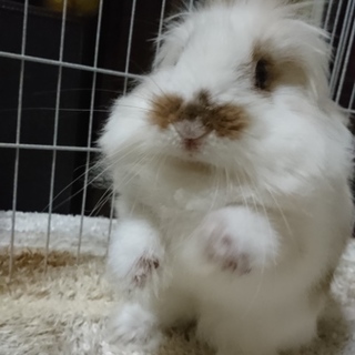 なでなで大好き！ライオンドワーフの男の子です。