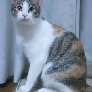 2/3(土）キャットソシオン譲渡会参加します！