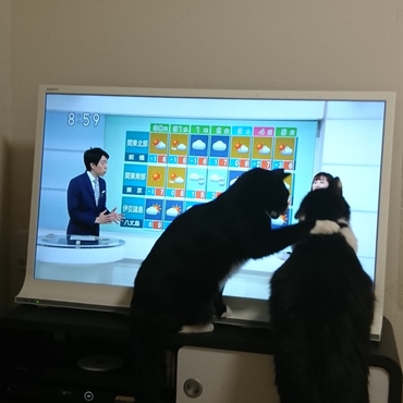 クック「ねぇねぇ、また雪だって！」 麦「うち、こたつないから丸くなれないね〜」