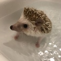 ハリネズミ 里親募集