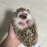 ハリネズミ 里親募集 サムネイル2