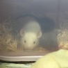 ペットショップからの帰り道