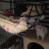 最初はくまと一緒に暮らしました。