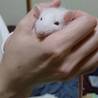 撫でられてご満悦