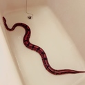 ボールパイソン 餌食い良好 