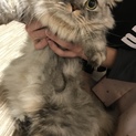 ミヌエット♂ ♀1歳半