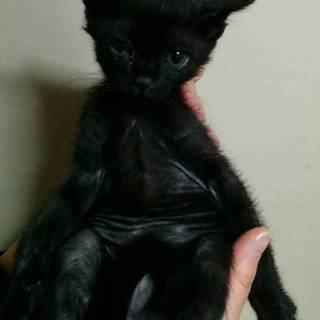黒の男の子