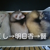 フェレちゃんズの新しい家族になって下さい。 サムネイル2