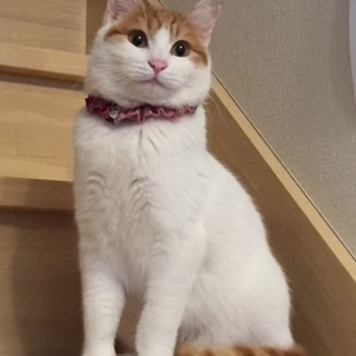 うに色うにちゃん