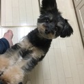 ♡チワワ&トイプードルミックス犬５歳♂♡