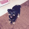 ♡チワワ&トイプードルミックス犬５歳♂♡ サムネイル2