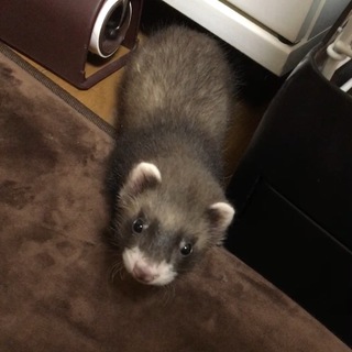 いい飼い主さんに出会えますように！