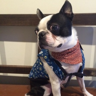 ボストンテリア 可愛がってくれる方