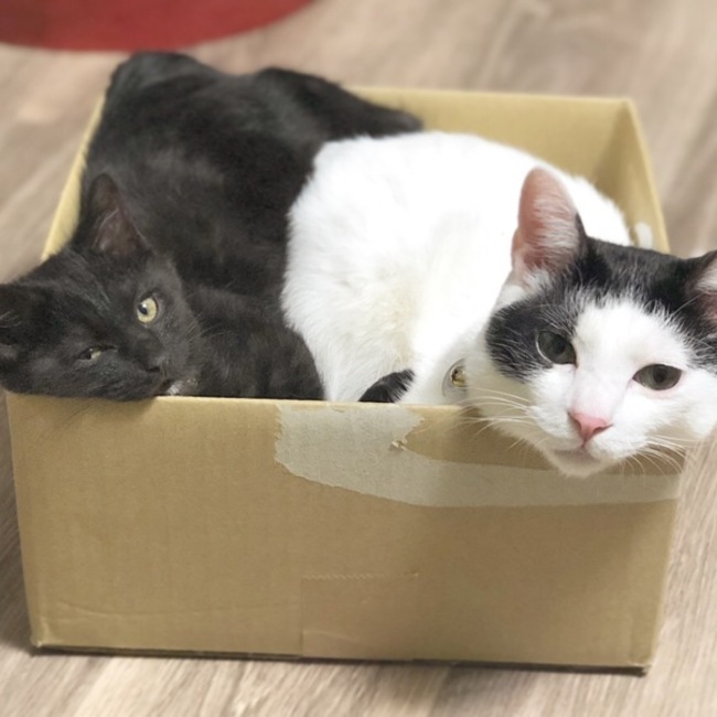 よこぼり母ちゃんのカバー写真