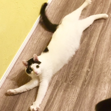 ぶー太郎の写真