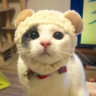ぶー太郎の写真