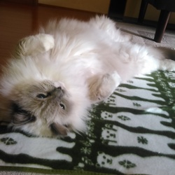 アンディ用お布団