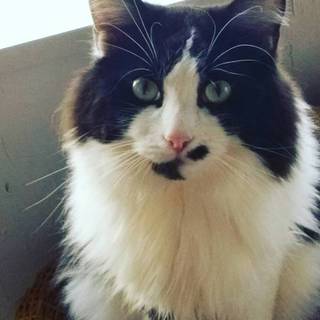 メイクーンハーフの男の子