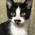 可愛い仔猫の里親さん募集！