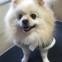 ポメラニアンの男の子里親募集します。