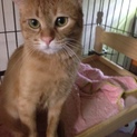 可愛い茶トラ雌猫ちゃん！里親募集中！