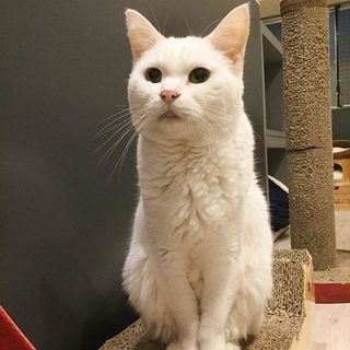 【こけもも】甘えん坊の美猫