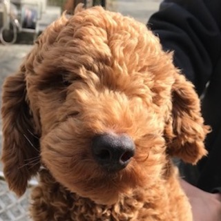 プードル男の子６ヶ月