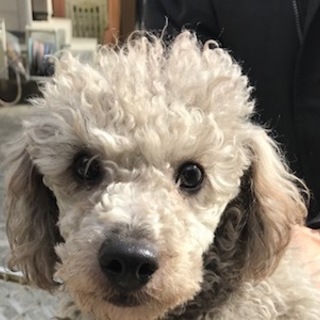 プードル男の子１歳
