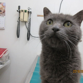 甘えん坊でスリスリ上手なロシアンブルー