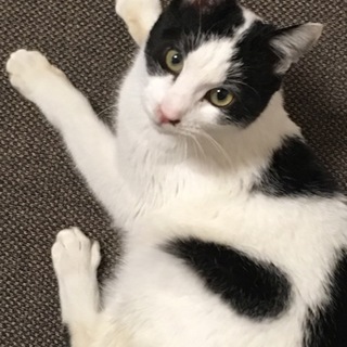 甘えん坊の白黒君