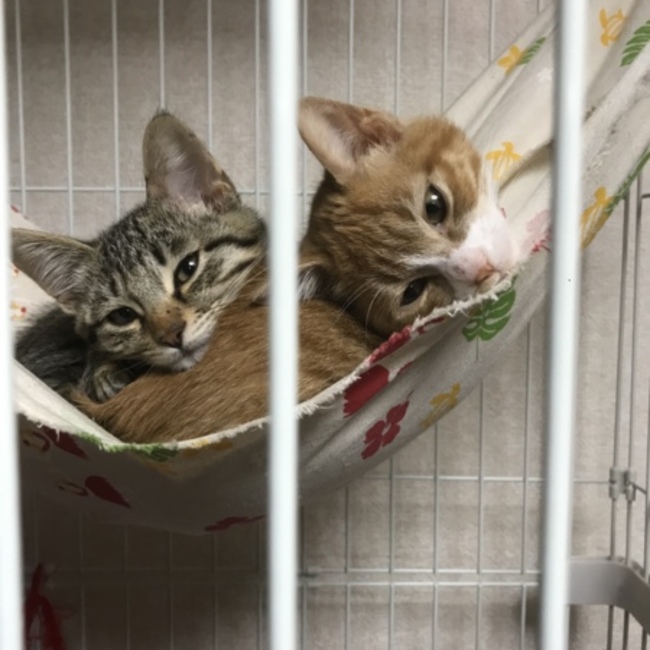 yasu0420のカバー写真