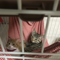 寧々