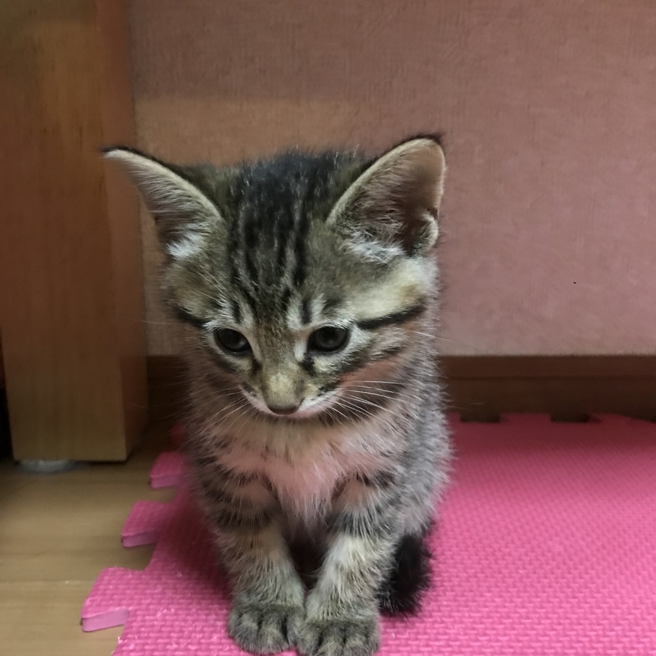 寧々のカバー写真
