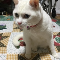 ゆき
