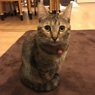 おすまし