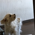 マルチーズ  ♀ 12歳です。 