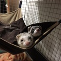 一時預り募集 フェレット2匹 ★1才★