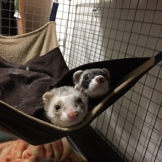 一時預り募集 フェレット2匹 ★1才★
