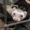 一時預り募集 フェレット2匹 ★1才★ サムネイル2