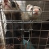 一時預り募集 フェレット2匹 ★1才★ サムネイル3