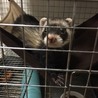 一時預り募集 フェレット2匹 ★1才★ サムネイル4