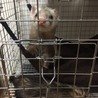 一時預り募集 フェレット2匹 ★1才★ サムネイル5