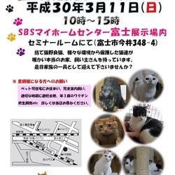 富士市で猫の譲渡会開催します