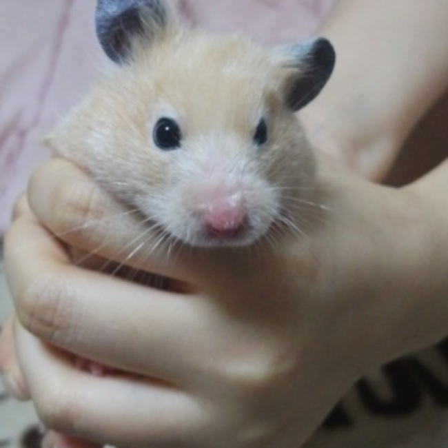 liuriang1のカバー写真