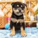 元気な柴犬里親募集