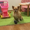 いろちゃんまま