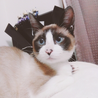 (急募)マンチカンミックスの子猫