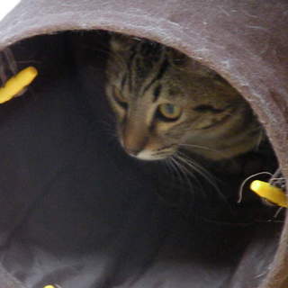 人と掃除機大好きニャンコ