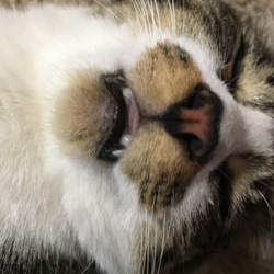 「泥棒ひげが可愛くて」サムネイル2